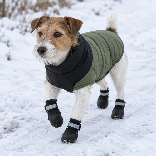 Terrier walking in snow wearing waterproof dog boots
