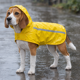 Beagle wearing a yellow waterproof dog raincoat on a rainy street