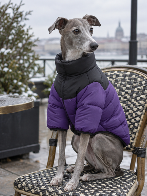 Italian greyhound in a black and purple puffer