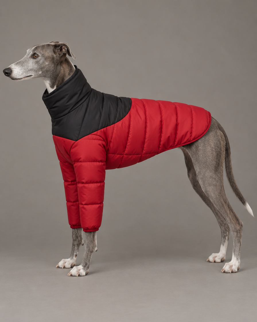 Whippet in side profile in a black and red dog puffer